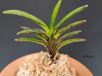 두현(두리산)