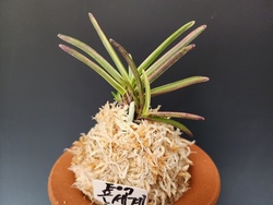 은세계