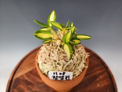 황엽전