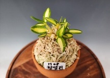 황엽전