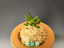 구옥2