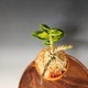 흑룡모단