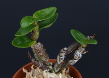 왜계
