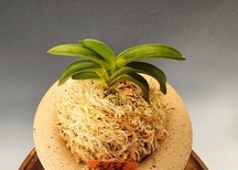 청담