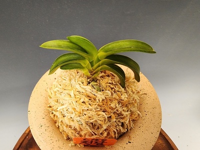 청담