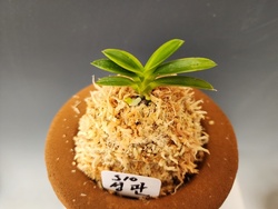 성관