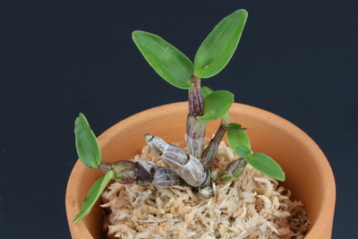 설홍